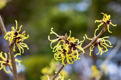 Yellow Flowers Witch Hazel Blossoms In Early Spring Stock Photo