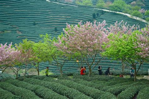 Bl Hende Kirschb Ume Und Teeg Rten In Fujian China Org Cn