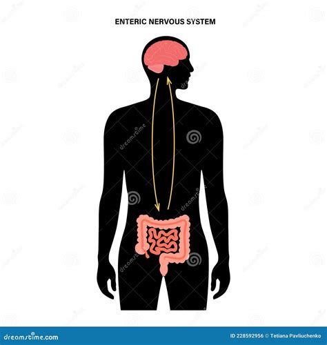 Conexión Cerebral Intestinal Ilustración del Vector Ilustración de