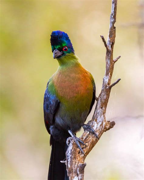 Amazing Purple Bird Species