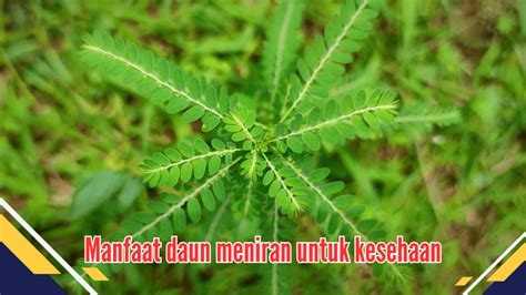 Terungkap! Manfaat Daun Meniran untuk Kesehatan Optimal - bertanam.com