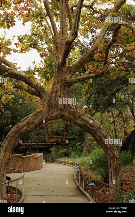 Arch Circus Tree At Gilroy Garden Brian Mcguire Stock Photo Alamy