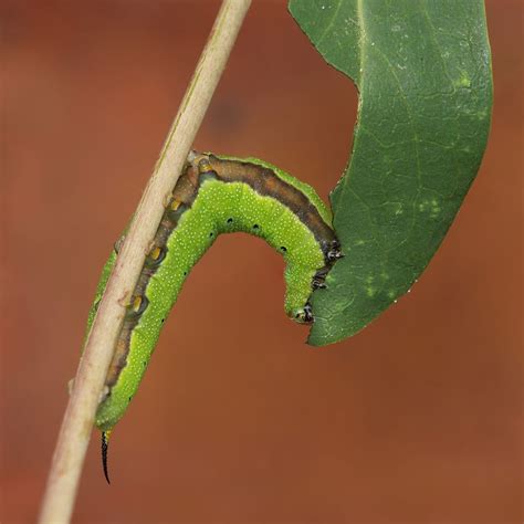 Hummingbird Moth Caterpillar Snowberry Clearwing Repost Macro