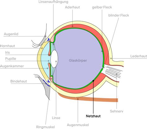 Netzhautablösung Ursachen Symptome Behandlung