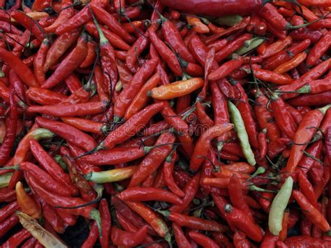 Chili Red Hot From Indonesia Stock Photo Image Of Plant Fruit 226098730