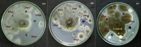 Antifungal Effect By Agar Well Cut Diffusion Method Against Aspergillus Download Scientific