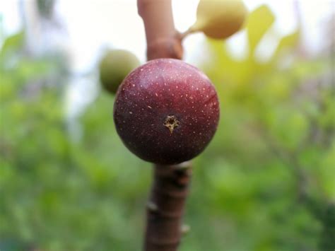 How To Grow Brown Turkey Figs - Brown Turkey Care And Growing Tips