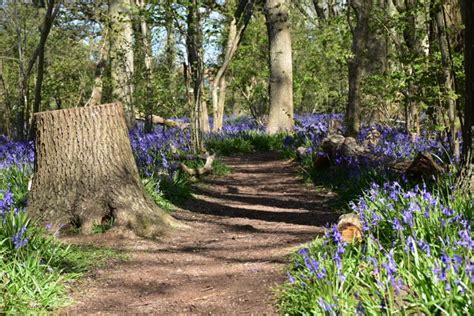 Bluebell Woods In Dorset Best Bluebell Walks In Dorset