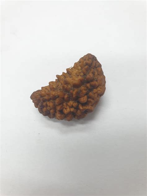 1 Mukhi Rudraksha – Original Nepali Rudraksha Price