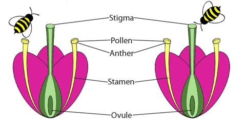 Pollination Diagram