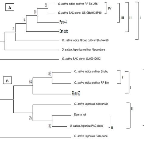 A Bootstrap Consensus Neighbor Joining Phylogenetic Tree Dendrogram