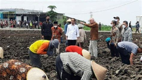 Tinjau Penanaman Tebu Varietas Baru Di Mojokerto Presiden Jokowi Kagum