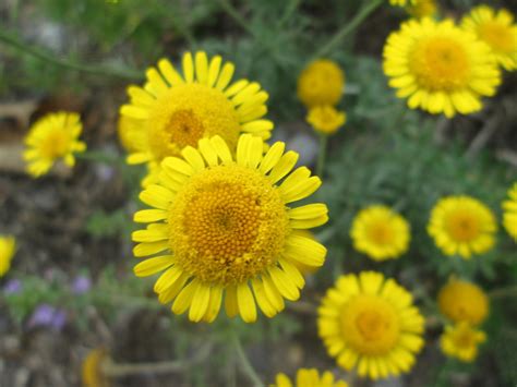 Glebionis Segetum Saat Wucherblume Glebionis Segetum In Flickr