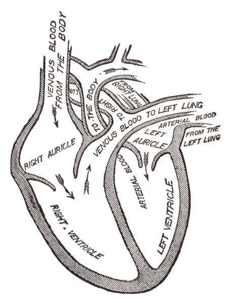 Anatomical Heart Drawing at GetDrawings | Free download