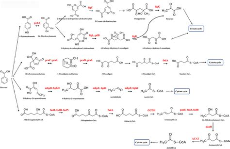 Putative S 3 Degradation Pathway Of Benzoate And Genes Involved In