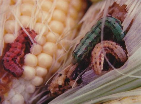 Late Season Corn Earworm Alert Focus On Sweet Corn