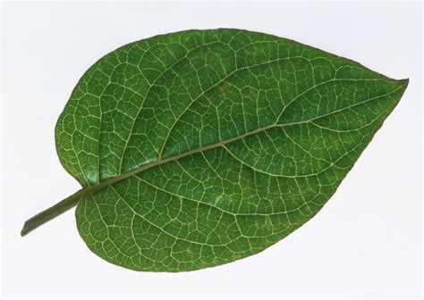 Free Images One Green Leaf Isolated