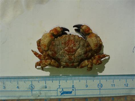 Hi, Can anyone help me identify this two crab species