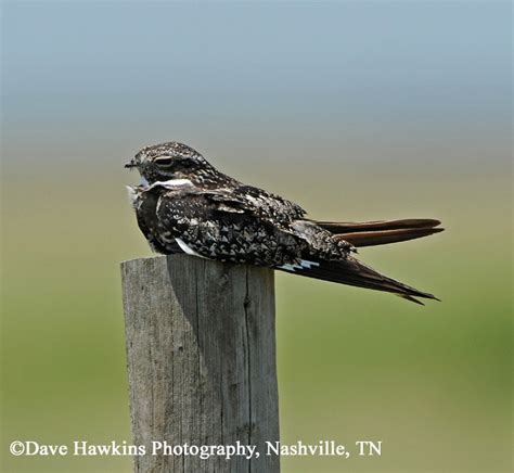 Tennessee Watchable Wildlife | Common Nighthawk - Habitat: TENNESSEE