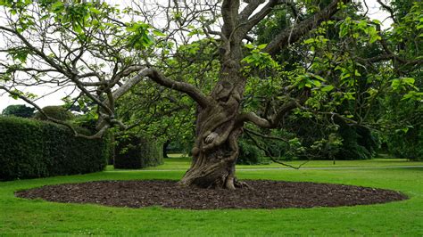 Banco De Imagens Panorama árvore Natureza Grama Ao Ar Livre