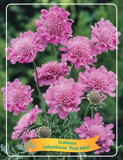 Scabiosa Columbaria Pink Mist — Plant Wholesale Floraccess