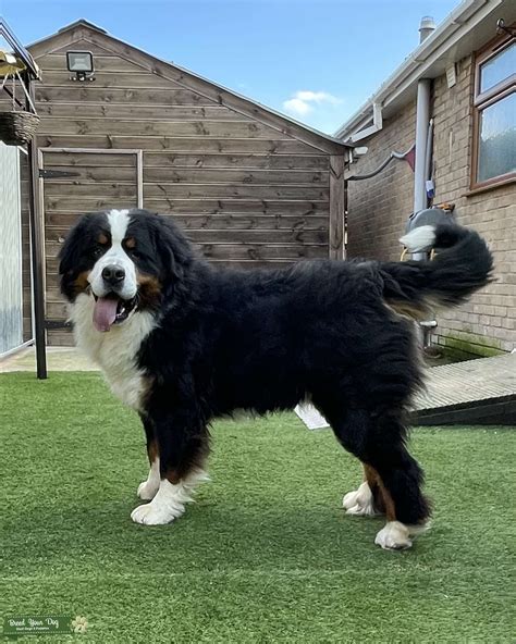 YARD Stunning Bernese Mountain Dog STUD - Stud Dog in Lincolnshire , the United States | Breed