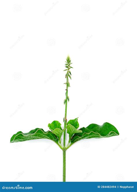 Chaffed Flower Stock Photos Free Royalty Free Stock Photos From