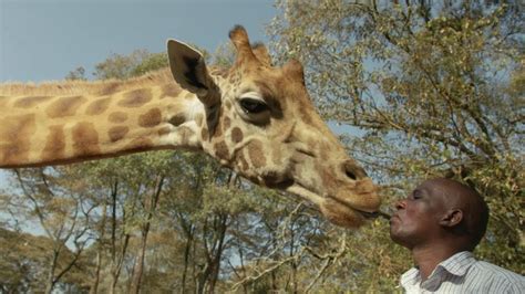 Desde Nairobi Excursi N De Un D A Al Centro De La Jirafa Y Al Orfanato