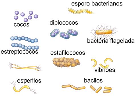 Bact Rias Microbiologia Biologia Educa O