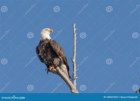 Bald Eagle Perched On A Tree Branch With Clear Skies Stock Photo