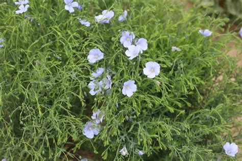 Kr Uter Duftpflanzen Linum Perenne Nanum Blau Saphir Blauer Zwerg