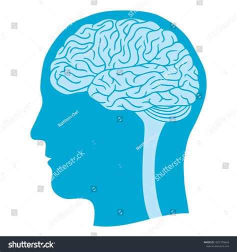 Human Head Silhouette With Brain Royalty Free Stock Vector