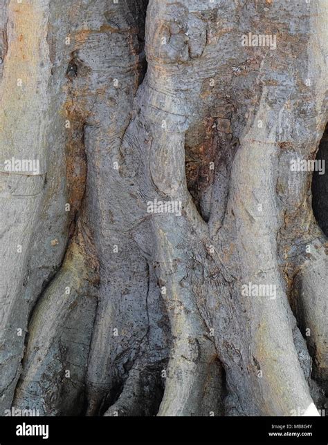 Las Raíces Del árbol Grande Sistema De Ramificación Y El árbol Que Crece En El Suelo Fotografía