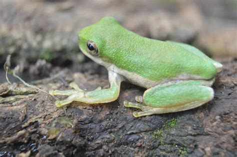 Calates Gu A De Anfibios Y Reptiles De San Andr S Tuxtla Ver