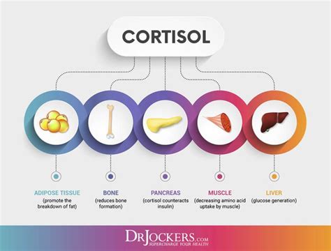 How To Identify High Cortisol Levels Saint John S Cancer Institute | Hot Sex Picture