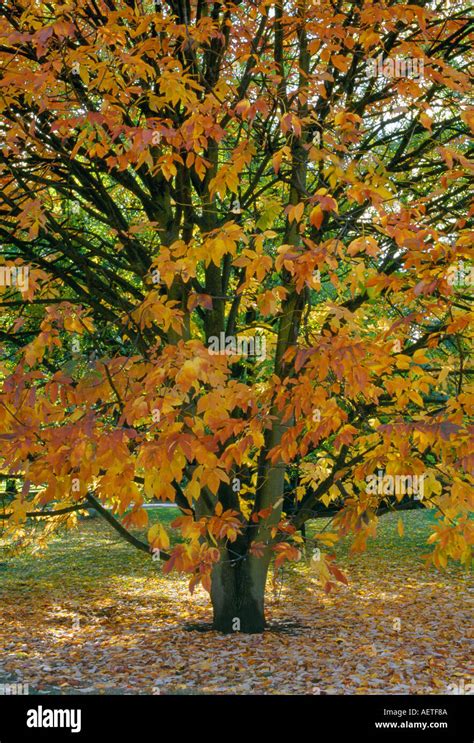 White Ash Tree Fraxinus Americana In The Autumn Stock Photo Alamy