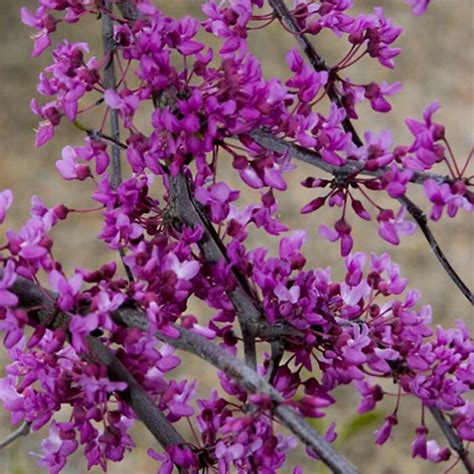 Cercis Canadensis Covey Lavender Twist Weeping Redbud Tidewater Trees