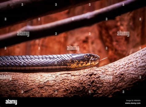 Forest Cobra Naja Melanoleuca Also Known As The Black Cobra And The