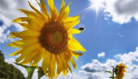 Por Qu Los Girasoles No Siempre Miran Al Sol Infoagro