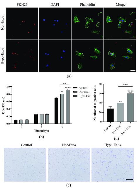 Effects of Nor Exos and Hypo Exos 10 μg mL on HUVEC proliferation and