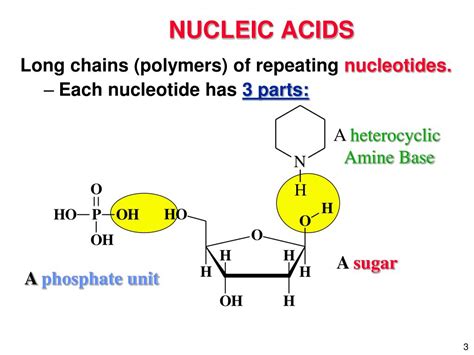 Ppt Nucleic Acids Powerpoint Presentation Free Download Id3390573