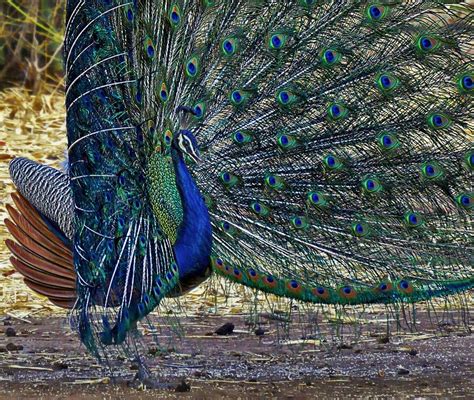 Pretty Peacock Photograph By Dawn Van Doorn Fine Art America