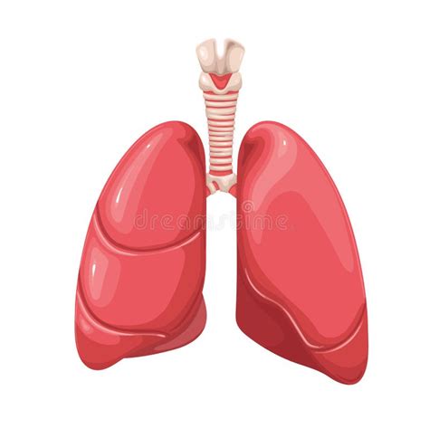 Polmoni Umani Organi Interni Parte Del Sistema Respiratorio Trachea E