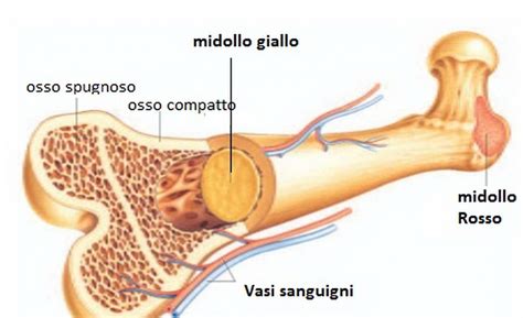 Struttura Dell Osso Microlearning