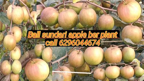 Ball Sundari Apple Ber Plant Ball Sundari Apple Ber Farming YouTube