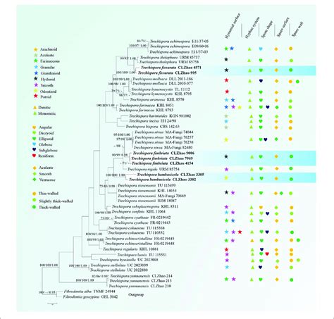 Maximum Parsimony Strict Consensus Tree Illustrating The Phylogeny Of