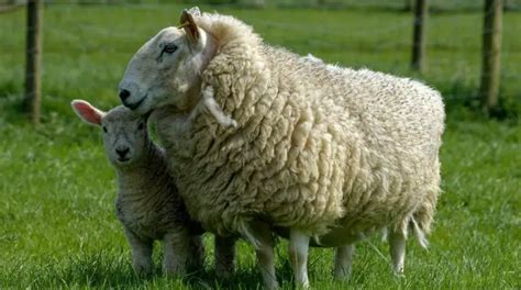 Cheviot Sheep Breed Information, History & Facts - SheepCaretaker