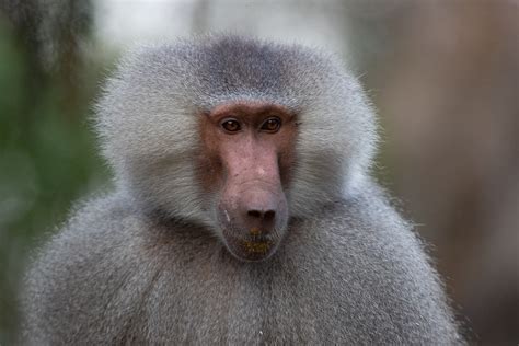 Birds Of Saudi Arabia Hamadryas Baboons Raydah Escarpment Abha