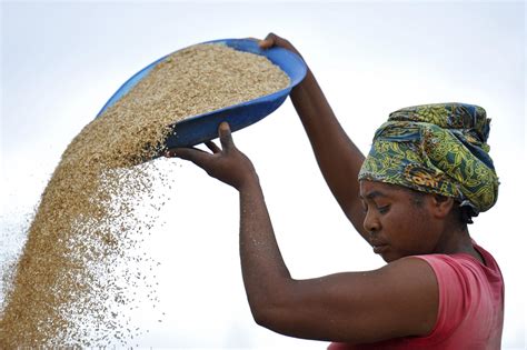 Solution To World Hunger Scientists Sequence Genome Of African Rice To