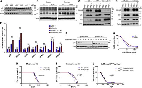 A Role Of Cytoplasmic P53 In The Regulation Of Metabolism Shown By Bat